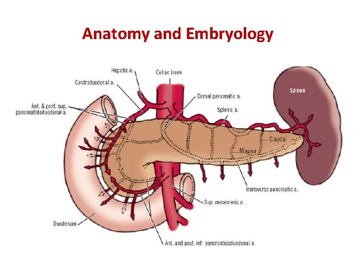 Anatomy and Embryology 