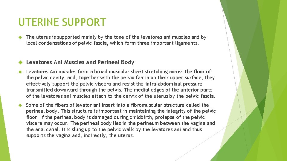 UTERINE SUPPORT The uterus is supported mainly by the tone of the levatores ani UTERINE SUPPORT The uterus is supported mainly by the tone of the levatores ani