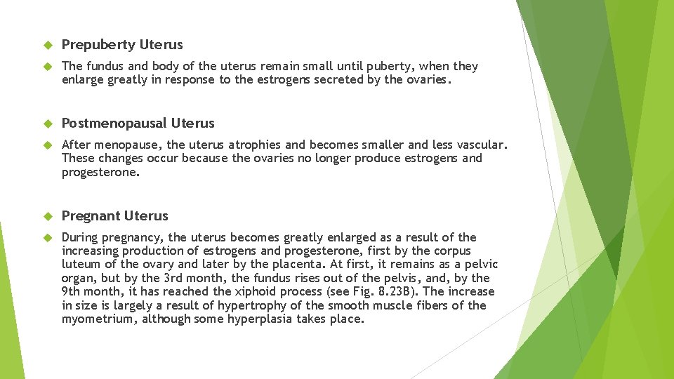 Prepuberty Uterus The fundus and body of the uterus remain small until puberty, Prepuberty Uterus The fundus and body of the uterus remain small until puberty,