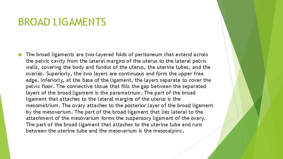 BROAD LIGAMENTS The broad ligaments are two-layered folds of peritoneum that extend across the BROAD LIGAMENTS The broad ligaments are two-layered folds of peritoneum that extend across the