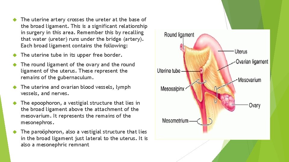 The uterine artery crosses the ureter at the base of the broad ligament. The uterine artery crosses the ureter at the base of the broad ligament.