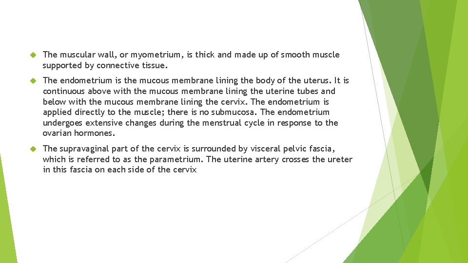 The muscular wall, or myometrium, is thick and made up of smooth muscle The muscular wall, or myometrium, is thick and made up of smooth muscle