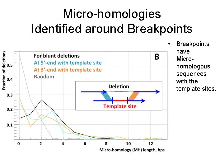 Micro-homologies Identified around Breakpoints • Breakpoints have Microhomologous sequences with the template sites. 