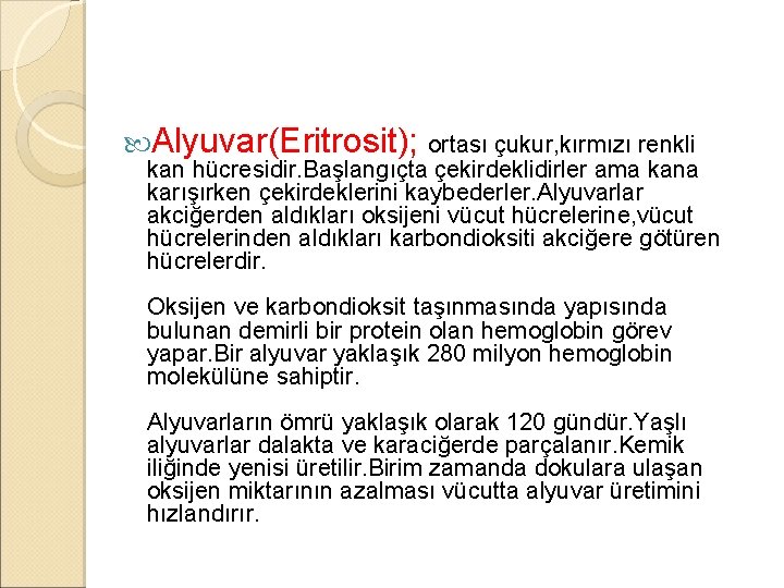  Alyuvar(Eritrosit); ortası çukur, kırmızı renkli kan hücresidir. Başlangıçta çekirdeklidirler ama kana karışırken çekirdeklerini