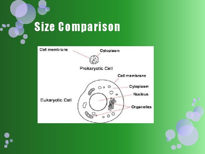 Size Comparison 