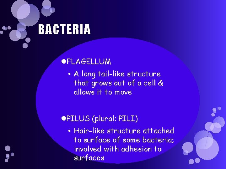 BACTERIA FLAGELLUM • A long tail-like structure that grows out of a cell &