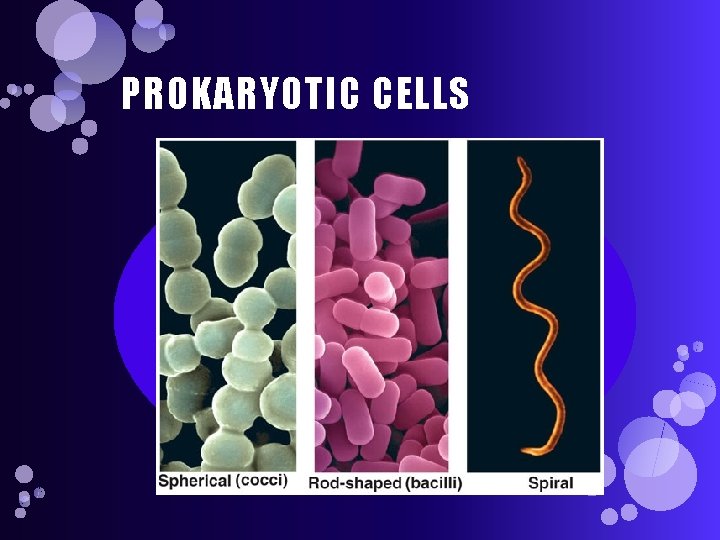 PROKARYOTIC CELLS 