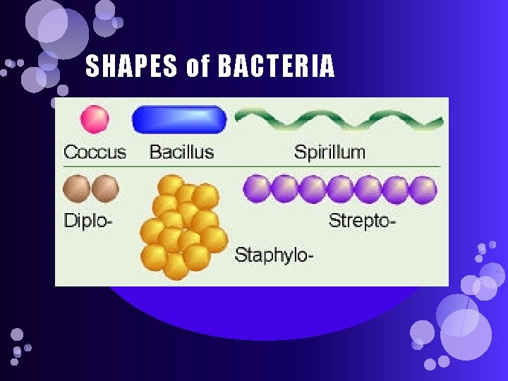 SHAPES of BACTERIA 