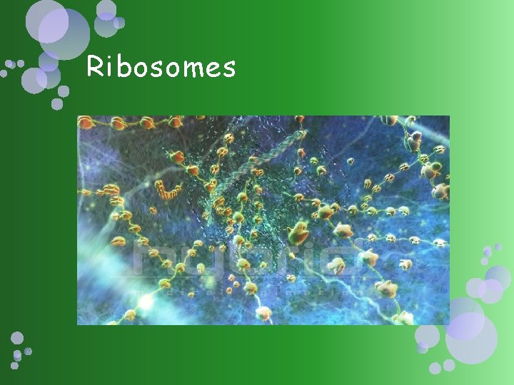 Ribosomes 