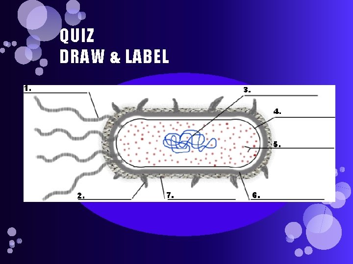 QUIZ DRAW & LABEL 