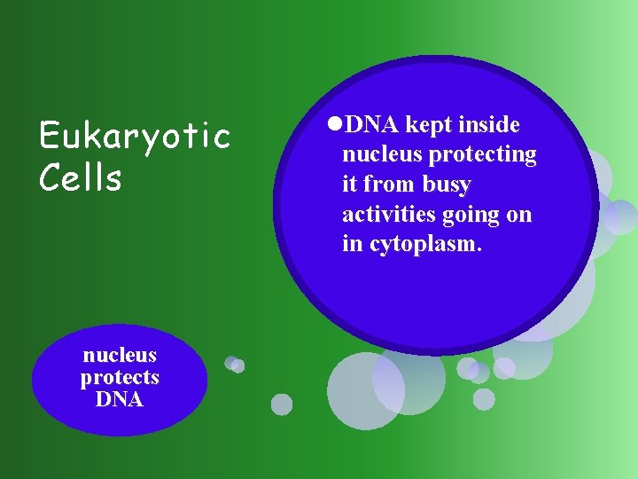 Eukaryotic Cells nucleus protects DNA kept inside nucleus protecting it from busy activities going