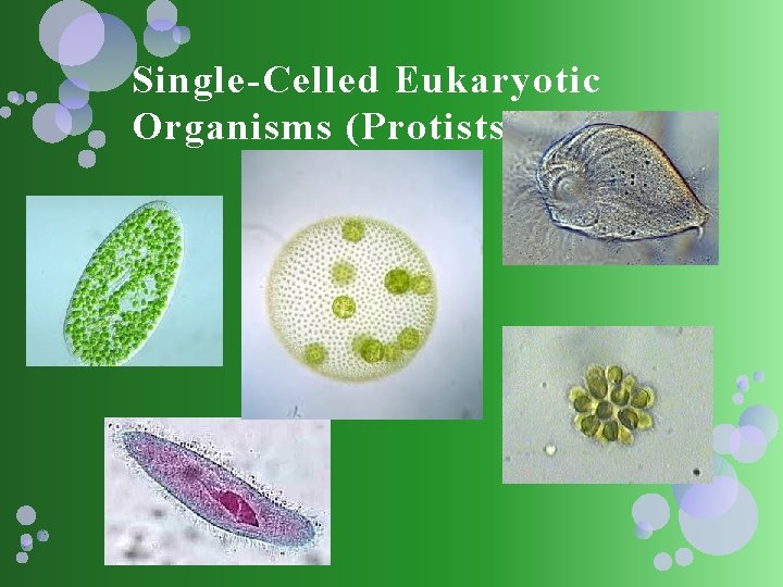 Single-Celled Eukaryotic Organisms (Protists) 