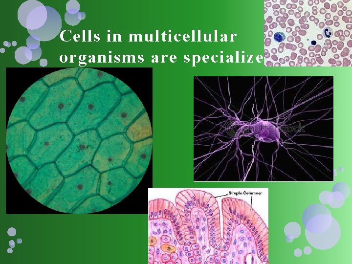 Cells in multicellular organisms are specialized 