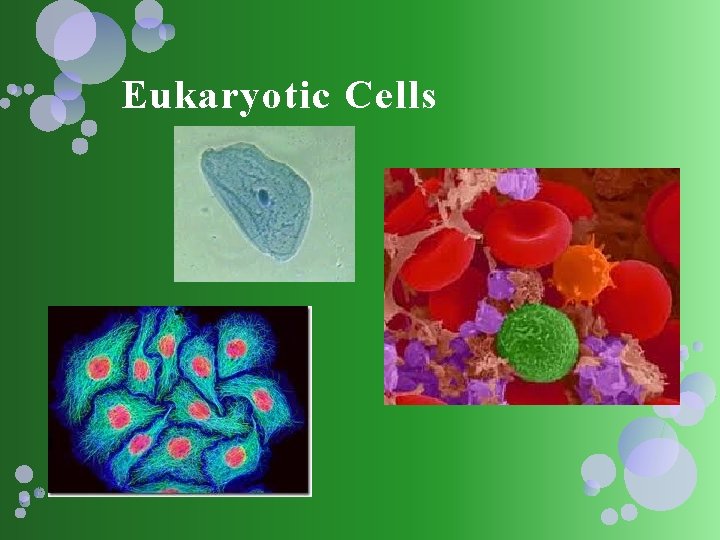Eukaryotic Cells 