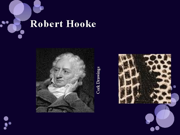 Cork Drawings Robert Hooke 