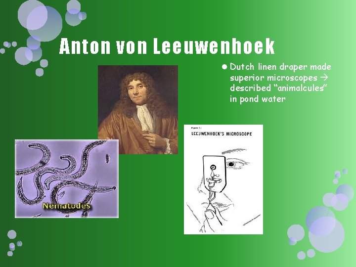 Anton von Leeuwenhoek Dutch linen draper made superior microscopes described “animalcules” in pond water