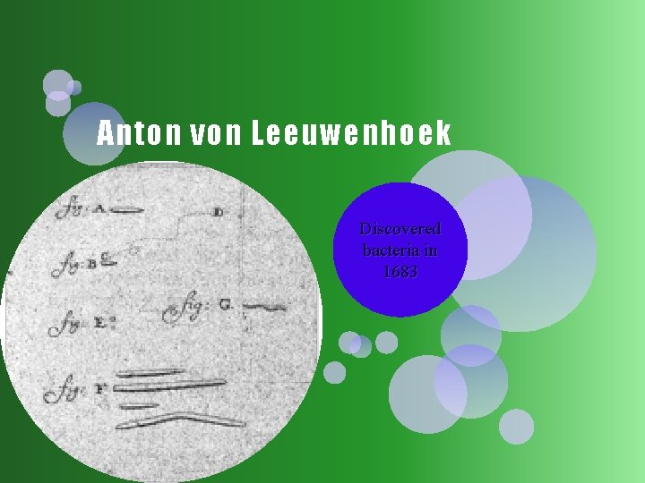 Anton von Leeuwenhoek Discovered bacteria in 1683 