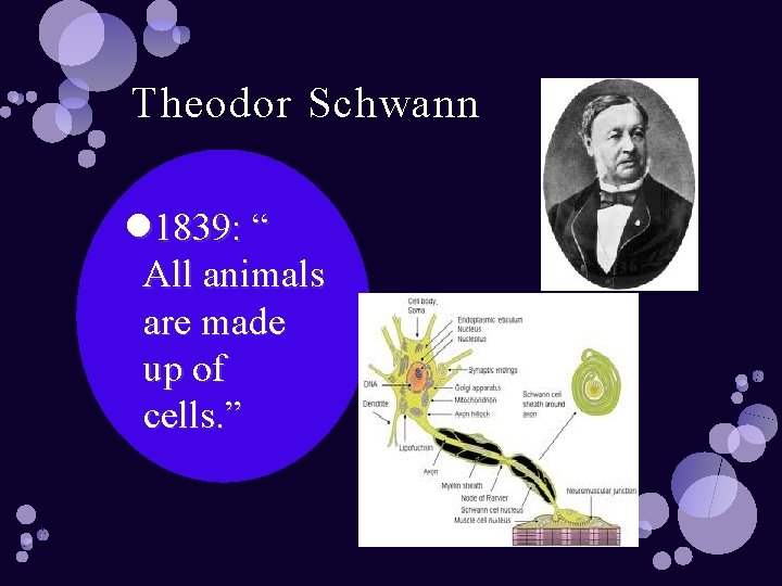 Theodor Schwann 1839: “ All animals are made up of cells. ” 