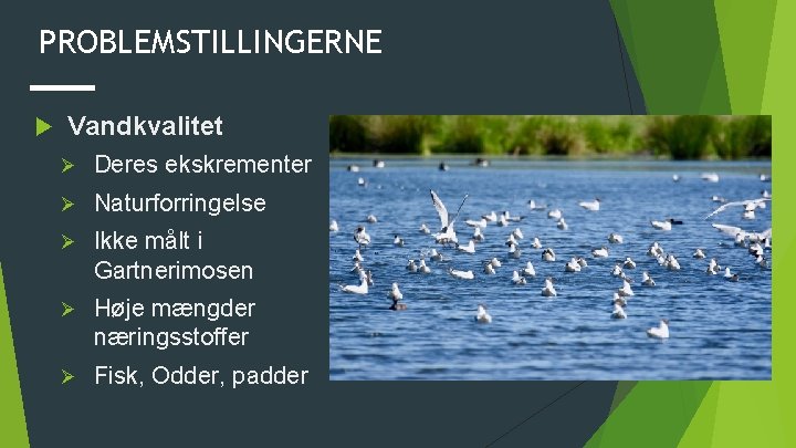 PROBLEMSTILLINGERNE Vandkvalitet Ø Deres ekskrementer Ø Naturforringelse Ø Ikke målt i Gartnerimosen Ø Høje