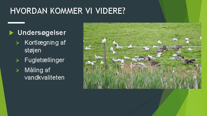 HVORDAN KOMMER VI VIDERE? Undersøgelser Ø Kortlægning af støjen Ø Fugletællinger Ø Måling af