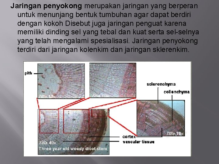 Jaringan penyokong merupakan jaringan yang berperan untuk menunjang bentuk tumbuhan agar dapat berdiri dengan