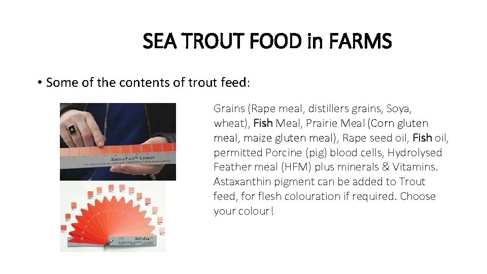 SEA TROUT FOOD in FARMS • Some of the contents of trout feed: Grains SEA TROUT FOOD in FARMS • Some of the contents of trout feed: Grains