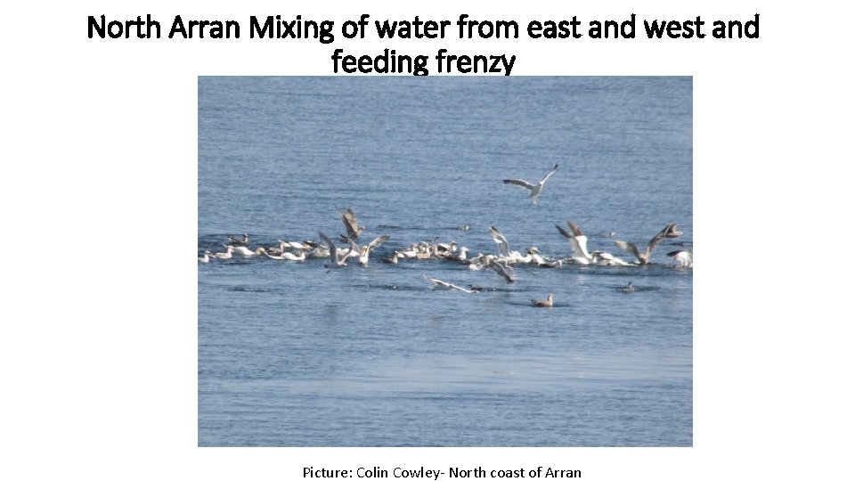 North Arran Mixing of water from east and west and feeding frenzy Picture: Colin North Arran Mixing of water from east and west and feeding frenzy Picture: Colin