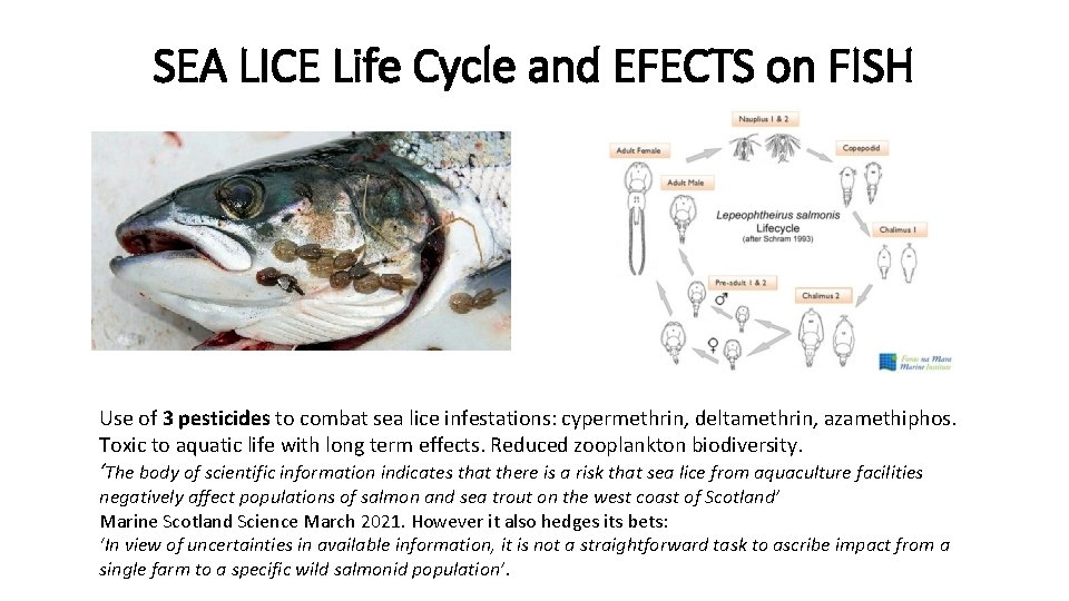 SEA LICE Life Cycle and EFECTS on FISH Use of 3 pesticides to combat SEA LICE Life Cycle and EFECTS on FISH Use of 3 pesticides to combat