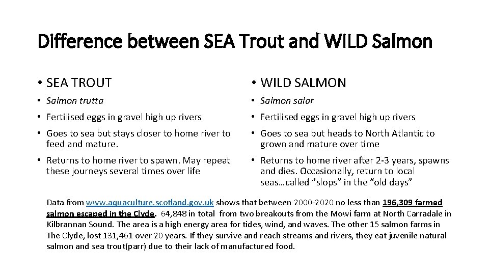 Difference between SEA Trout and WILD Salmon • SEA TROUT • WILD SALMON • Difference between SEA Trout and WILD Salmon • SEA TROUT • WILD SALMON •