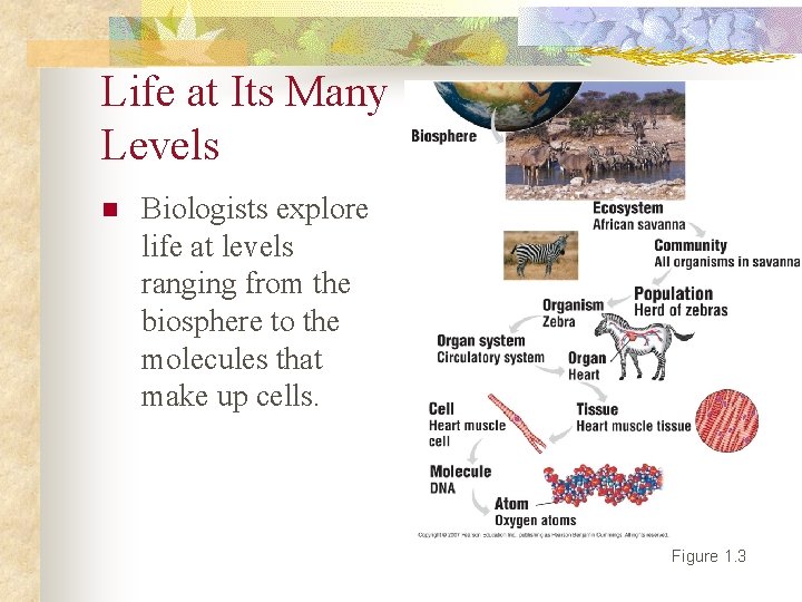 Life at Its Many Levels n Biologists explore life at levels ranging from the