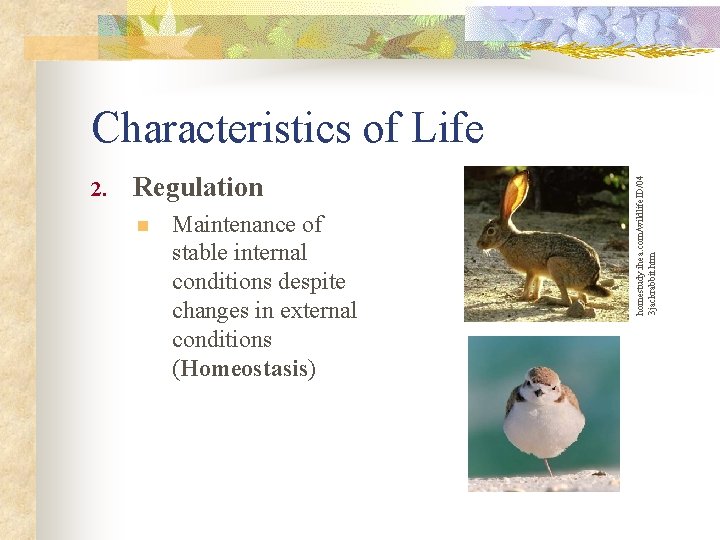 2. Regulation n Maintenance of stable internal conditions despite changes in external conditions (Homeostasis)