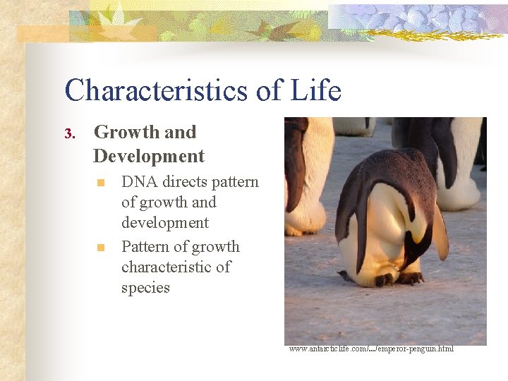 Characteristics of Life 3. Growth and Development n n DNA directs pattern of growth