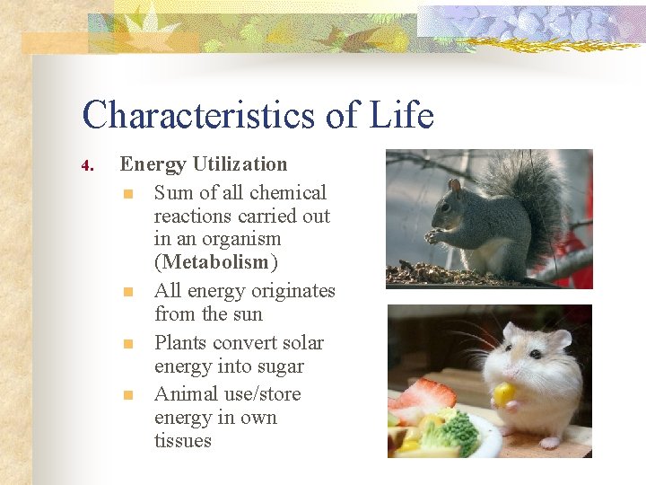 Characteristics of Life 4. Energy Utilization n Sum of all chemical reactions carried out