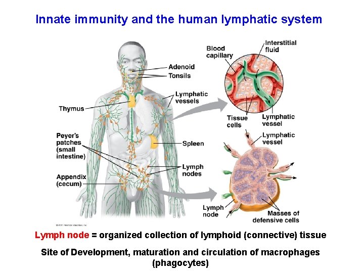 Innate immunity and the human lymphatic system Lymph node = organized collection of lymphoid