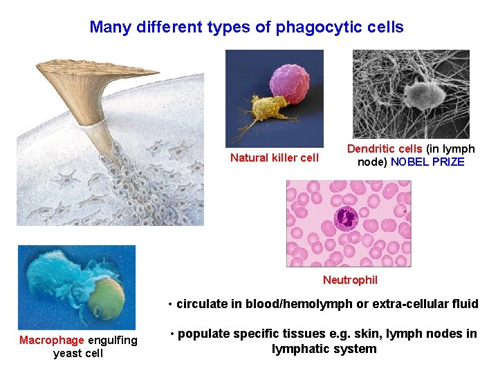 Many different types of phagocytic cells Natural killer cell Dendritic cells (in lymph node)