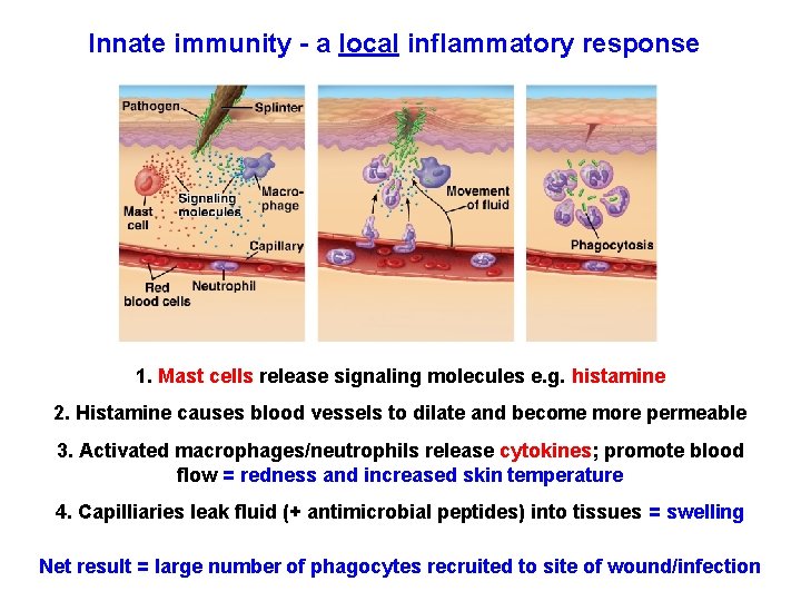 Innate immunity - a local inflammatory response 1. Mast cells release signaling molecules e.
