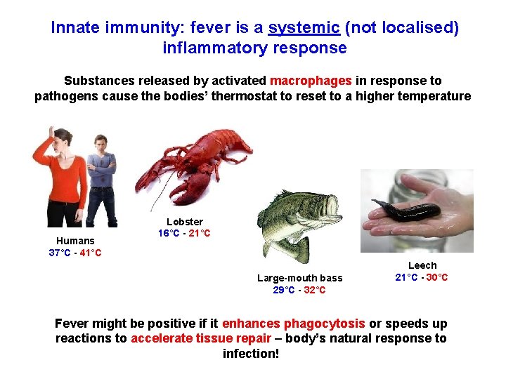 Innate immunity: fever is a systemic (not localised) inflammatory response Substances released by activated