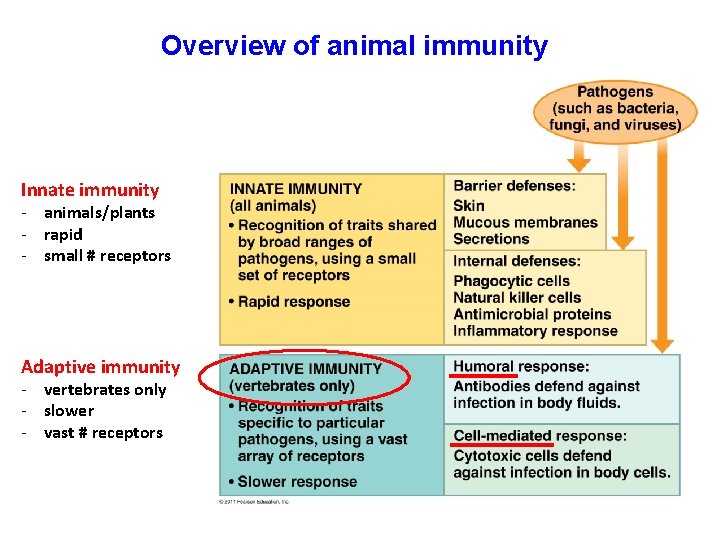 Overview of animal immunity Innate immunity - animals/plants - rapid - small # receptors