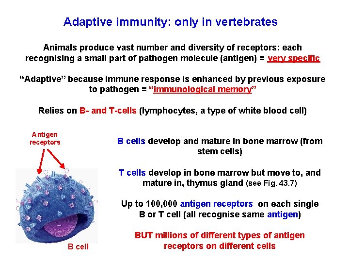 Adaptive immunity: only in vertebrates Animals produce vast number and diversity of receptors: each