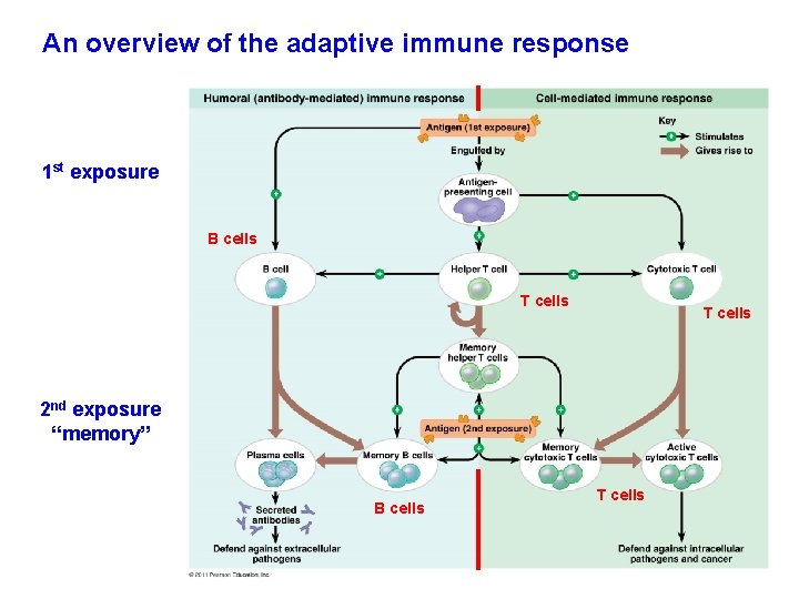 An overview of the adaptive immune response 1 st exposure B cells T cells
