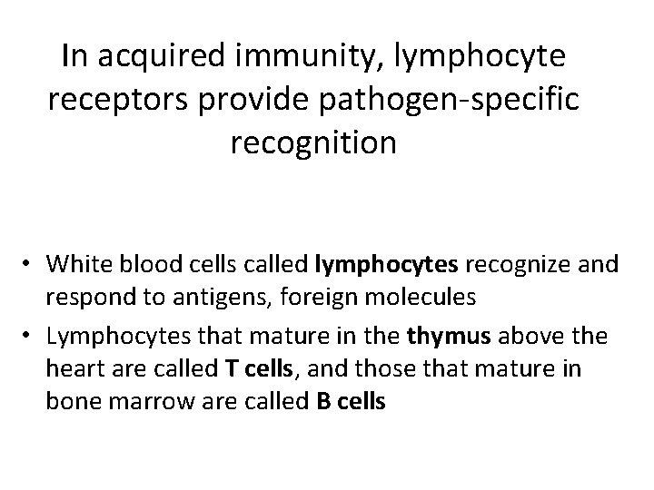 In acquired immunity, lymphocyte receptors provide pathogen-specific recognition • White blood cells called lymphocytes