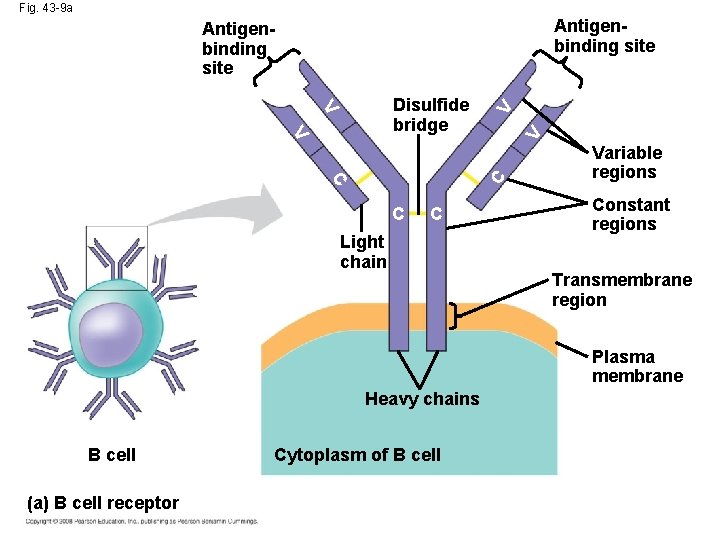 Fig. 43 -9 a Antigenbinding site C C V V V Disulfide bridge V