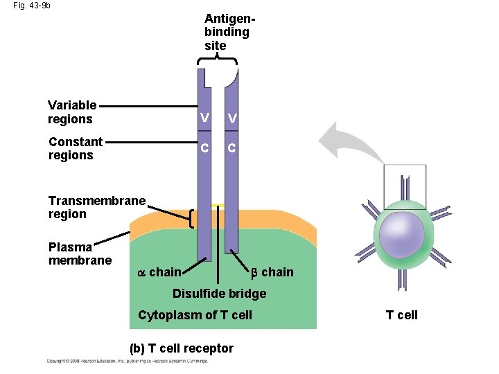 Fig. 43 -9 b Antigenbinding site Variable regions V V Constant regions C C