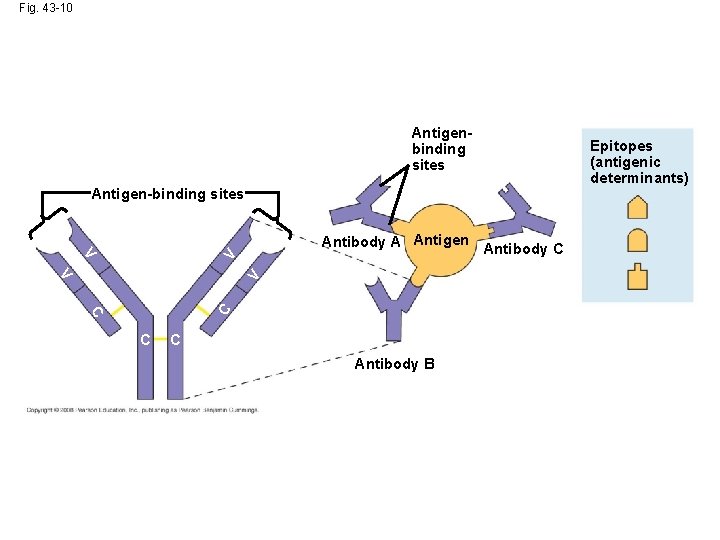 Fig. 43 -10 Antigenbinding sites Antigen-binding sites V V Antibody A Antigen Antibody C