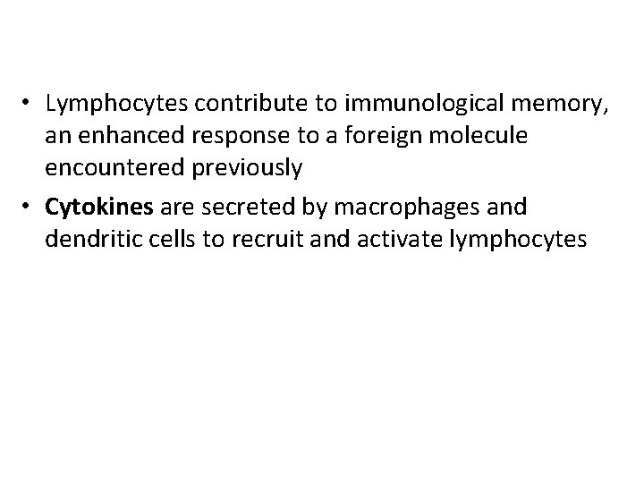  • Lymphocytes contribute to immunological memory, an enhanced response to a foreign molecule