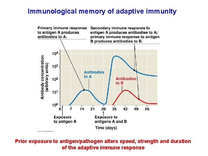 Immunological memory of adaptive immunity Prior exposure to antigen/pathogen alters speed, strength and duration