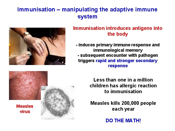 Immunisation – manipulating the adaptive immune system Immunisation introduces antigens into the body -