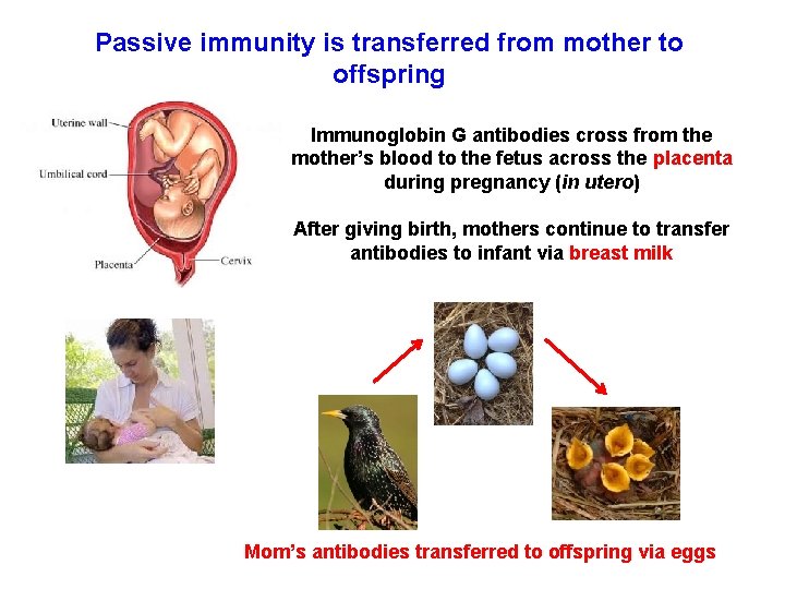 Passive immunity is transferred from mother to offspring Immunoglobin G antibodies cross from the