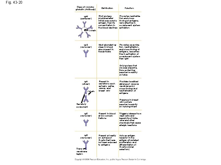 Fig. 43 -20 Class of Immunoglobulin (Antibody) Ig. M (pentamer) Distribution Function First Ig