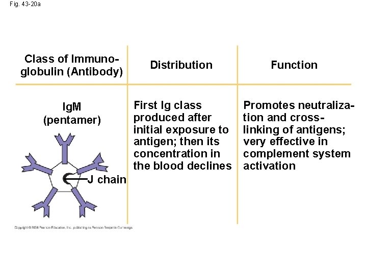Fig. 43 -20 a Class of Immunoglobulin (Antibody) Ig. M (pentamer) J chain Distribution
